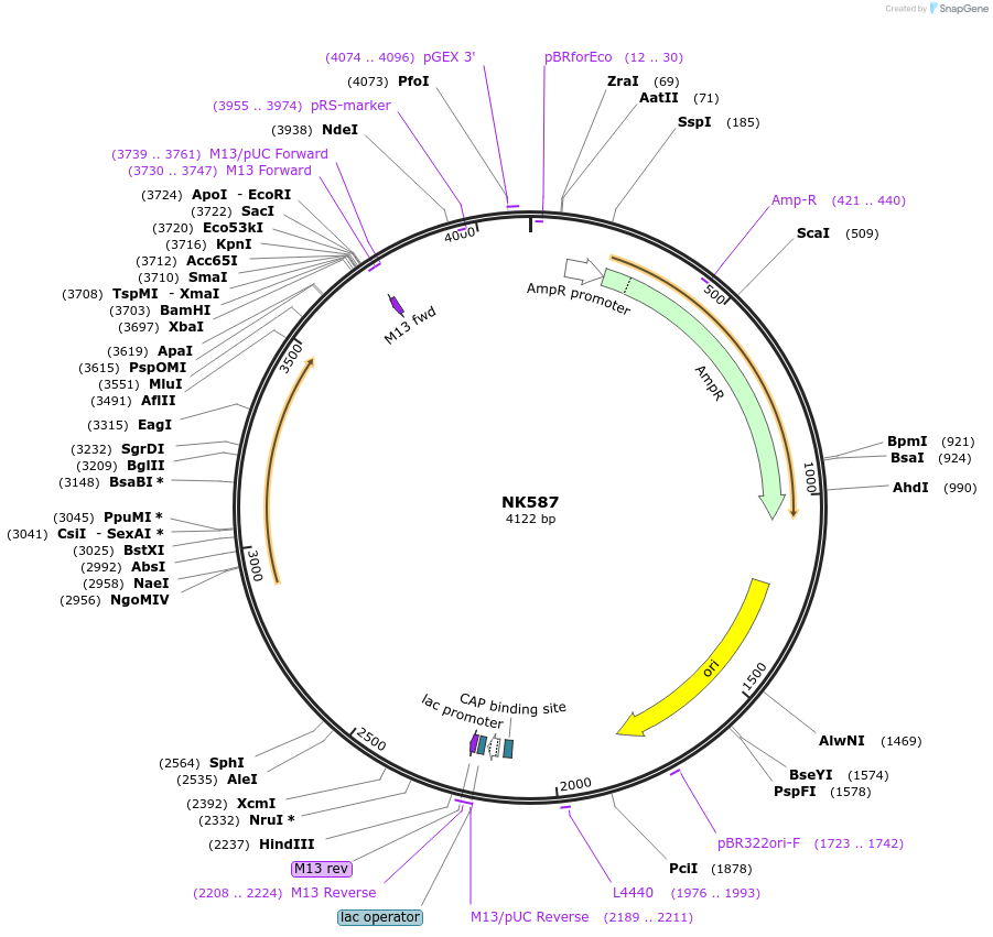 109075-plasmid-map-sequence-id-210268