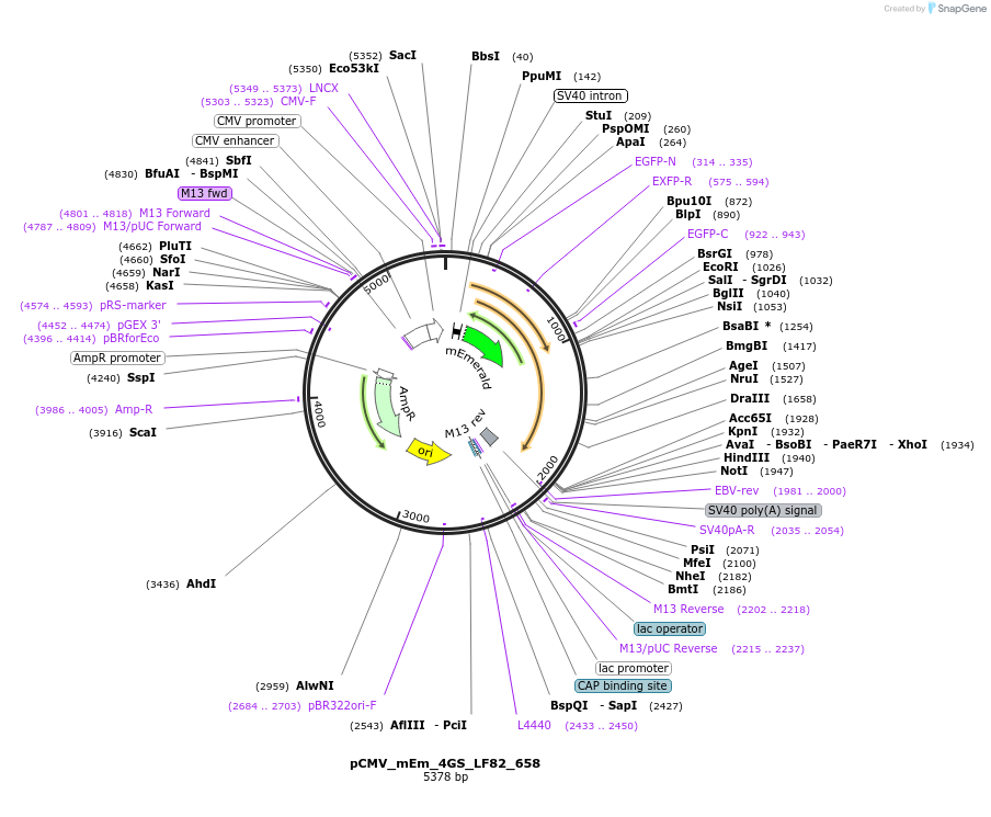 100455-plasmid-map-sequence-id-210272