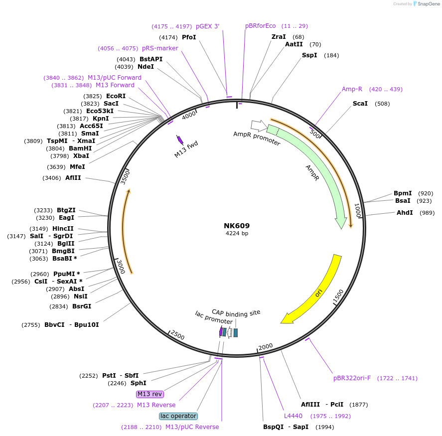 109078-plasmid-map-sequence-id-210273