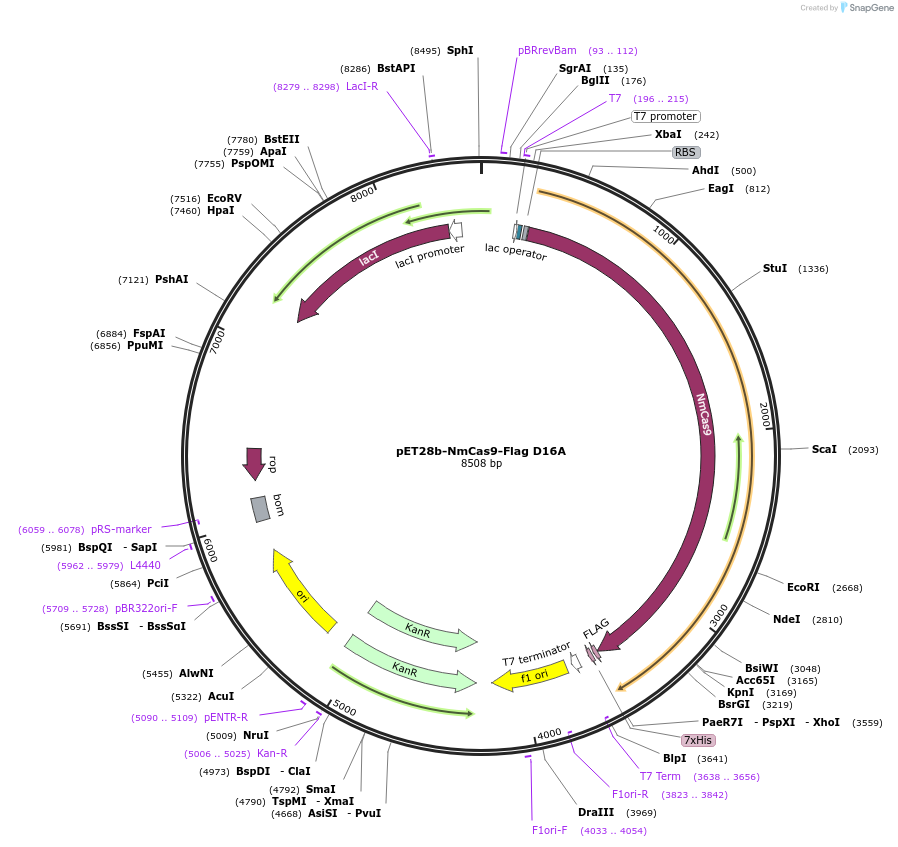 109031-plasmid-map-sequence-id-210275
