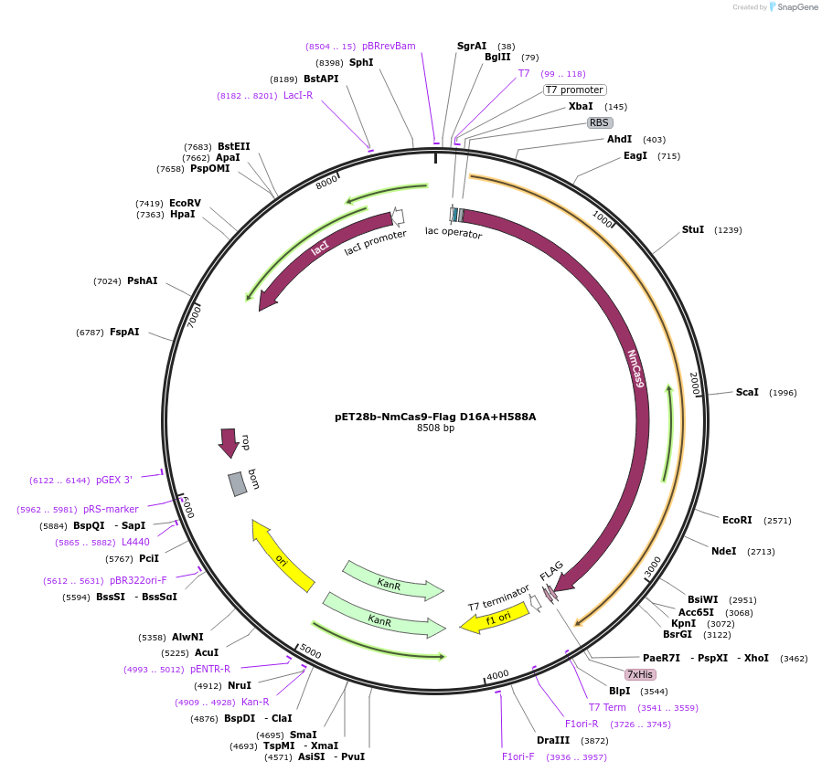 109033-plasmid-map-sequence-id-210276