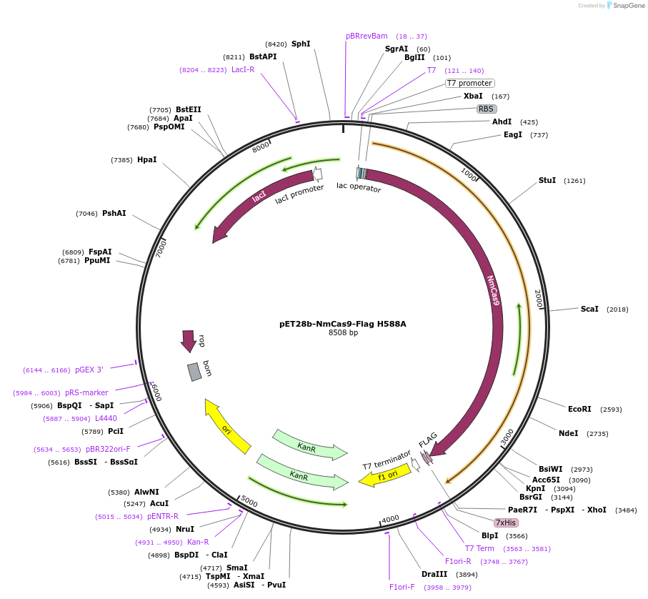109032-plasmid-map-sequence-id-210279
