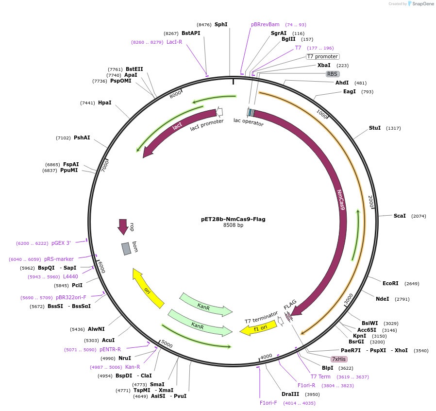 109030-plasmid-map-sequence-id-210280