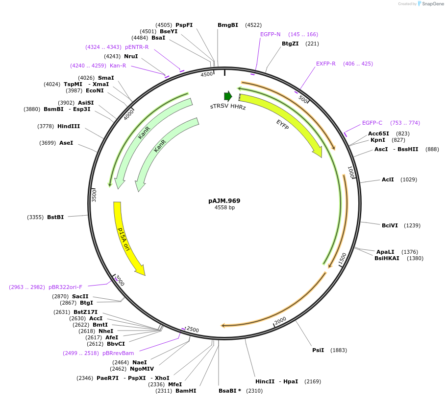 108537-plasmid-map-sequence-id-210282