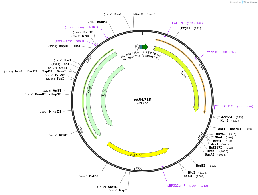 108516-plasmid-map-sequence-id-210283