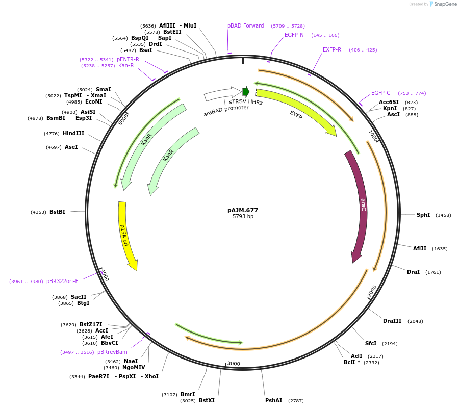 108530-plasmid-map-sequence-id-210293