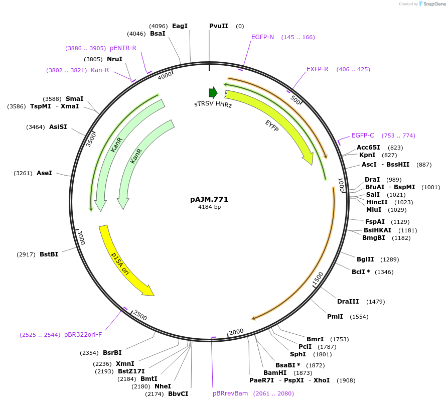 108534-plasmid-map-sequence-id-210295