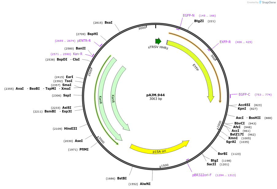 108523-plasmid-map-sequence-id-210297