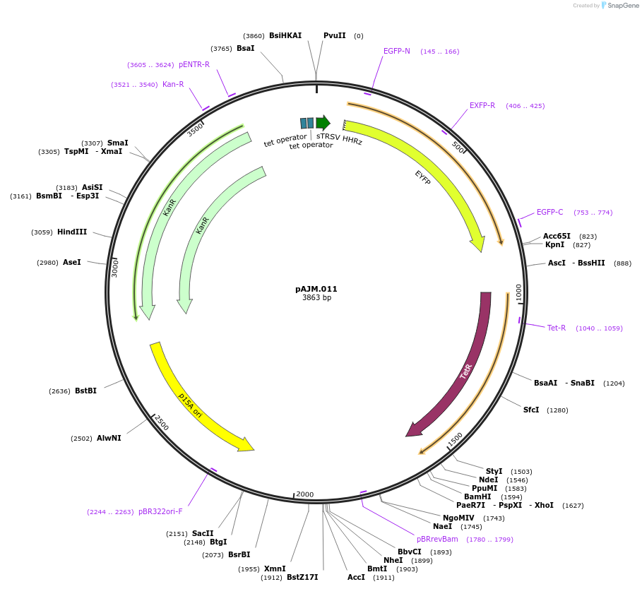 108529-plasmid-map-sequence-id-210298