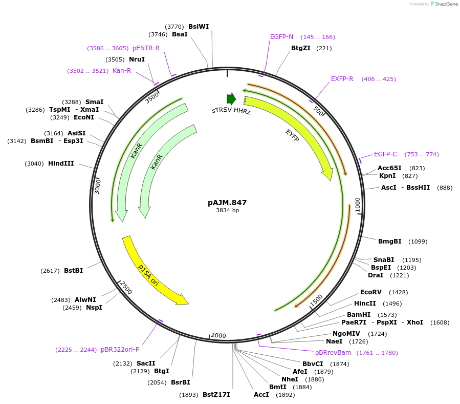 108524-plasmid-map-sequence-id-210300