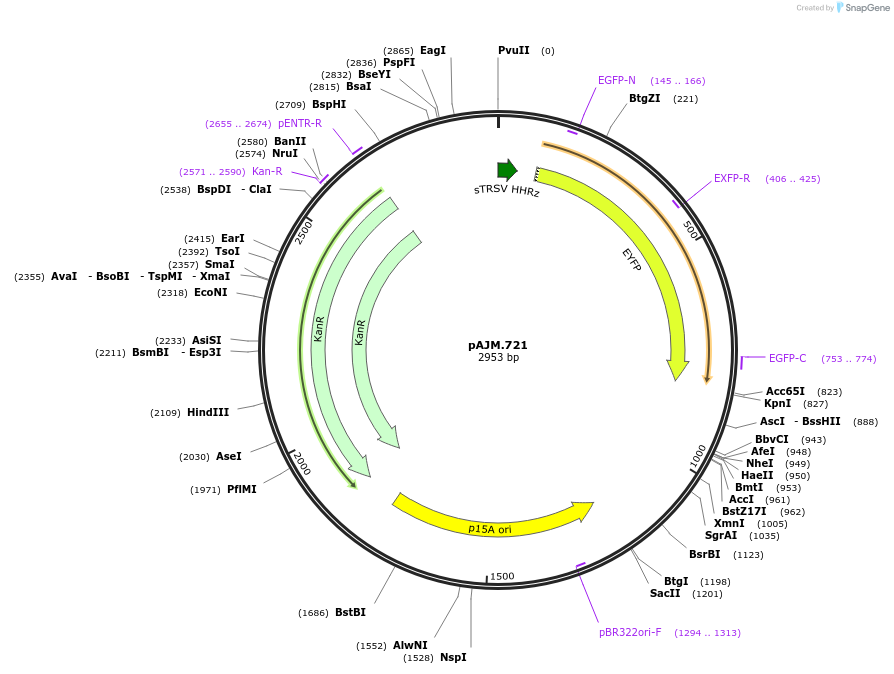108522-plasmid-map-sequence-id-210303