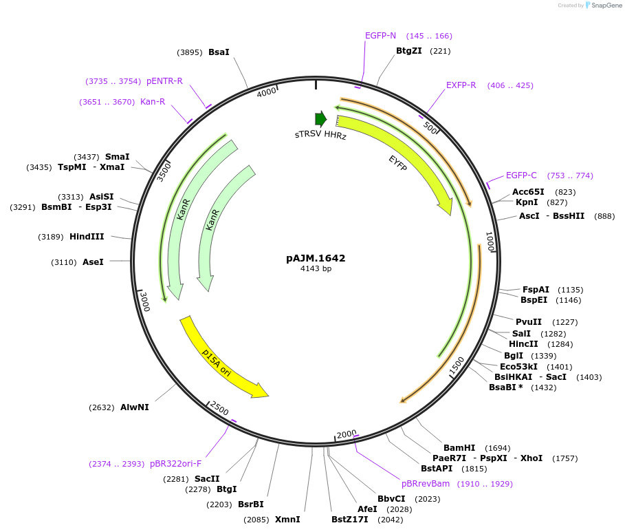 108535-plasmid-map-sequence-id-210306