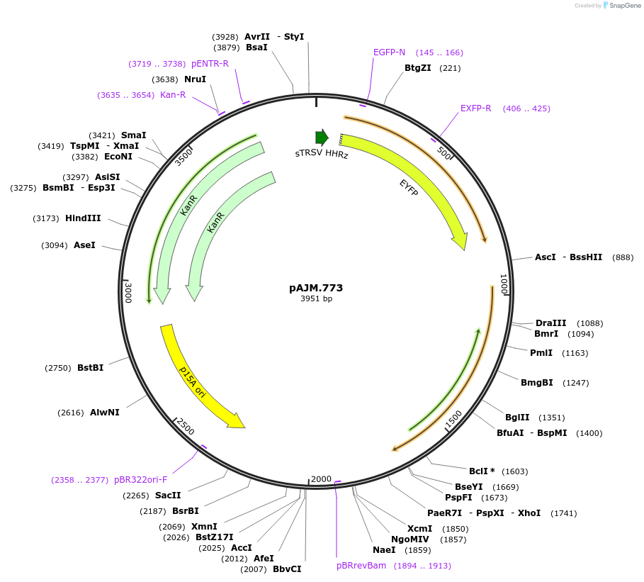 108527-plasmid-map-sequence-id-210309