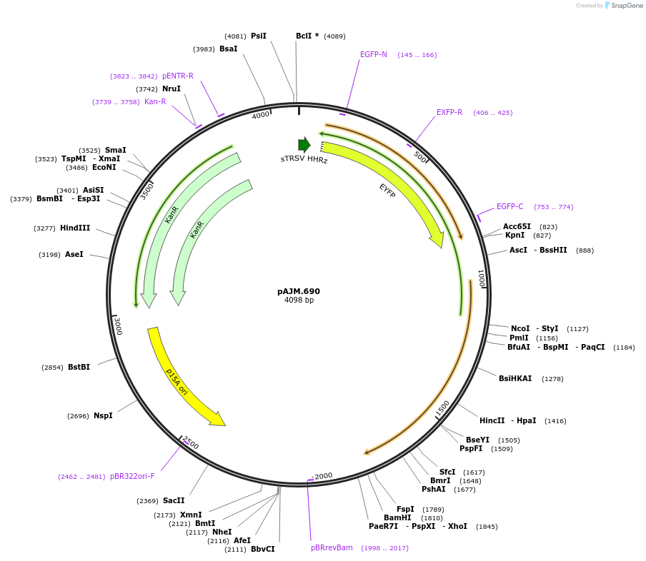 108533-plasmid-map-sequence-id-210311