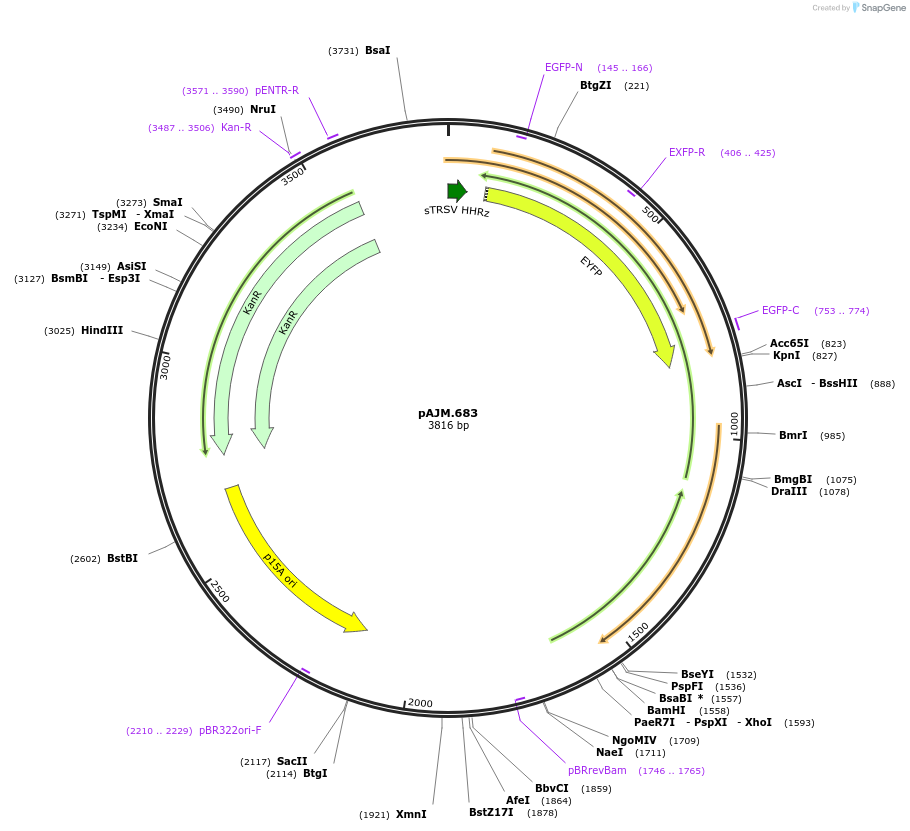 108531-plasmid-map-sequence-id-210312