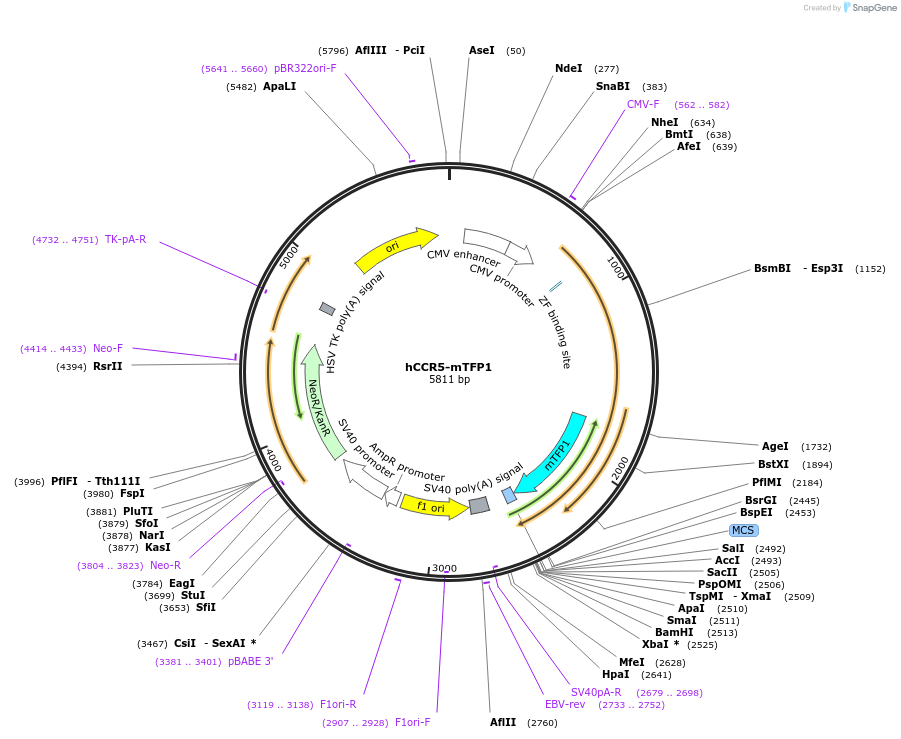 110193-plasmid-map-sequence-id-210317