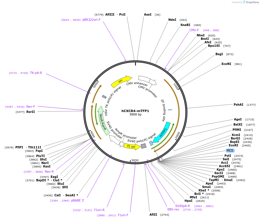 110195-plasmid-map-sequence-id-210318