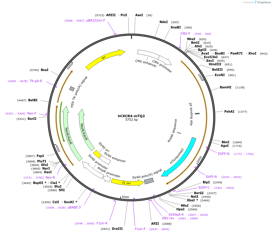 110196-plasmid-map-sequence-id-210320
