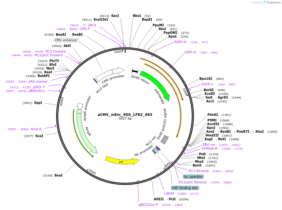 100456-plasmid-map-sequence-id-210322