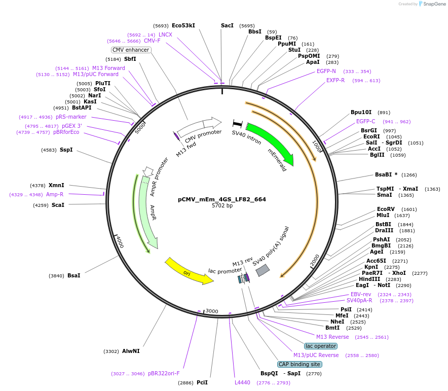 100457-plasmid-map-sequence-id-210326