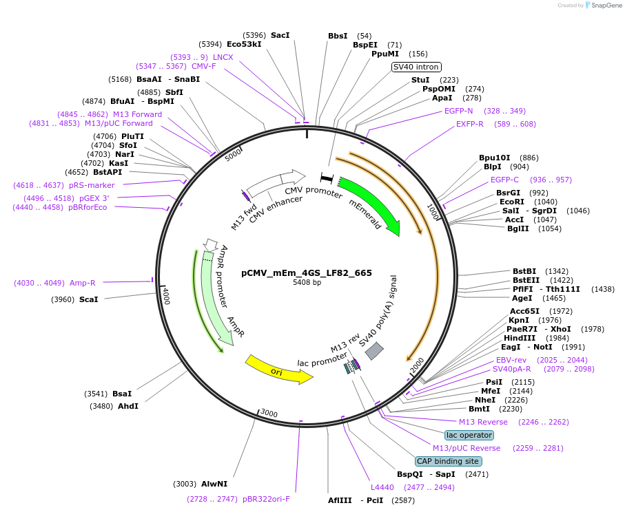100458-plasmid-map-sequence-id-210327