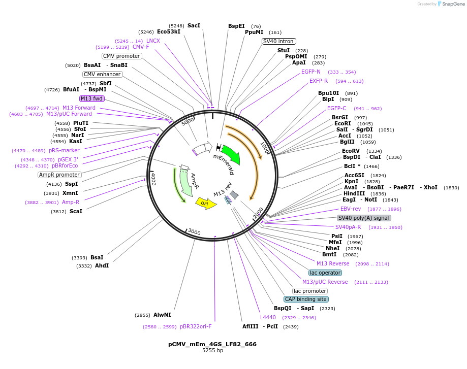 100459-plasmid-map-sequence-id-210328