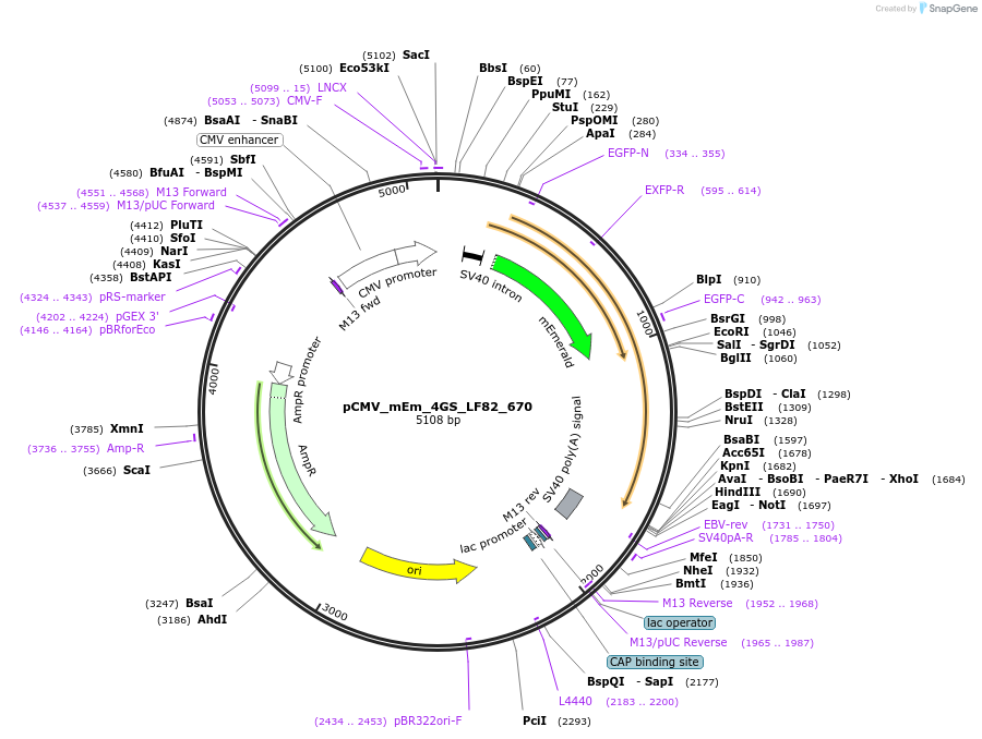 100460-plasmid-map-sequence-id-210329