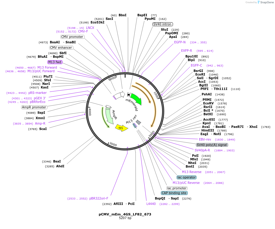100462-plasmid-map-sequence-id-210335