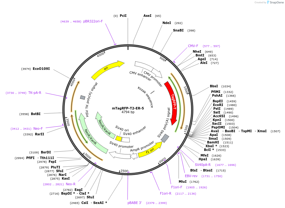 58036-plasmid-map-sequence-id-210339