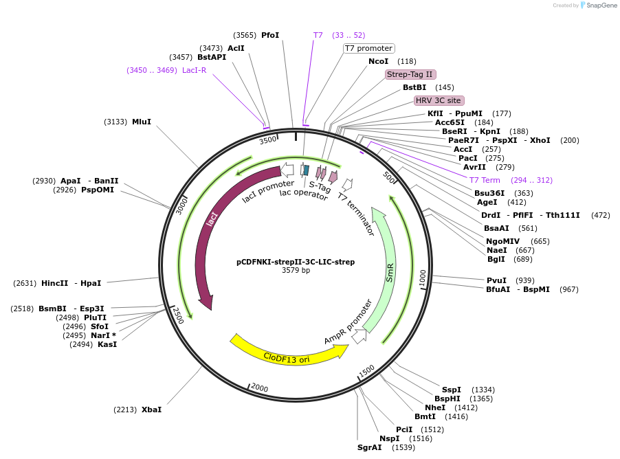 108708-plasmid-map-sequence-id-210397