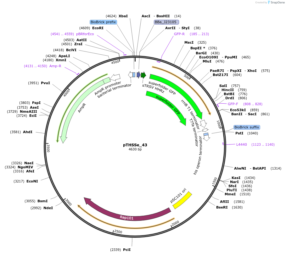109241-plasmid-map-sequence-id-210410
