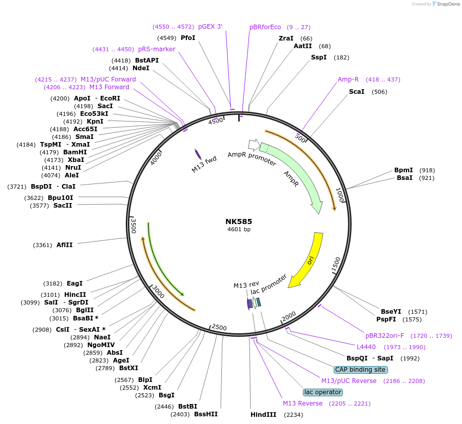 109079-plasmid-map-sequence-id-210416