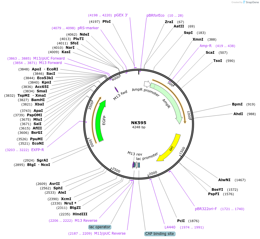 109083-plasmid-map-sequence-id-210420