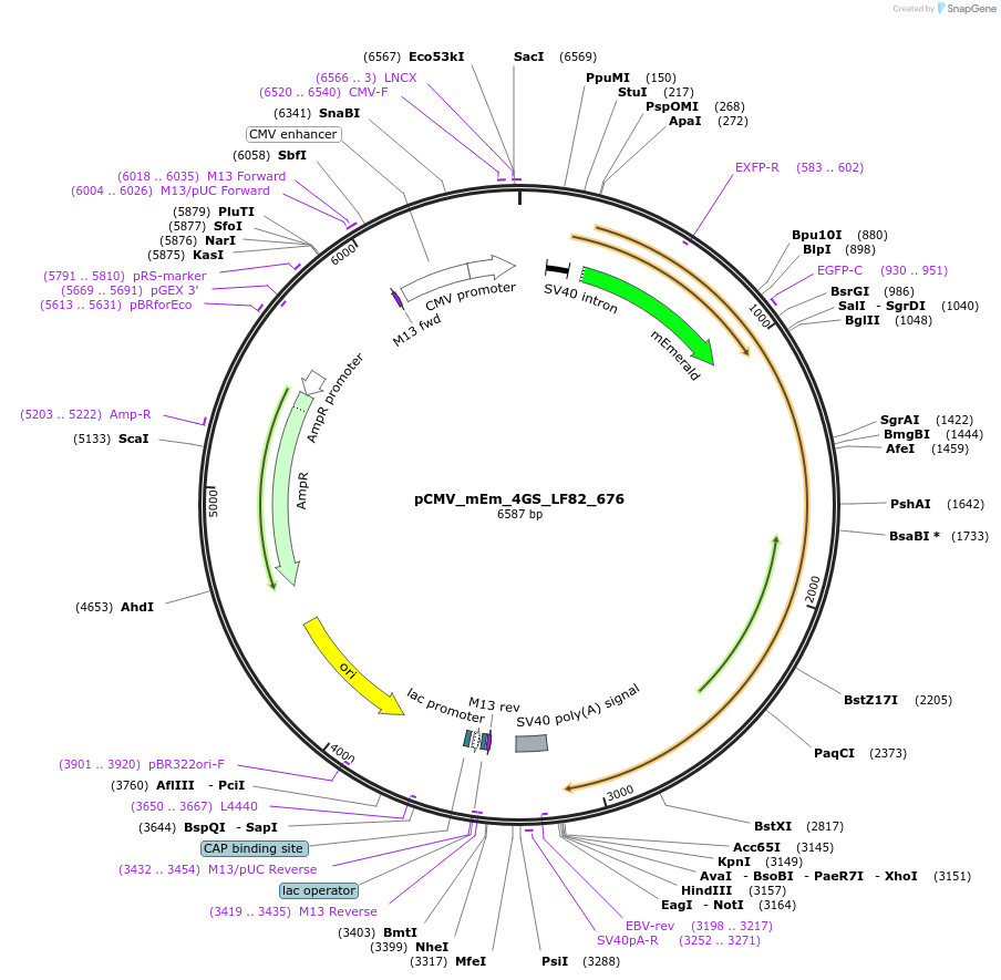 100465-plasmid-map-sequence-id-210424