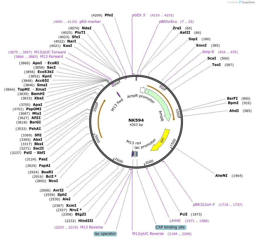 109085-plasmid-map-sequence-id-210426