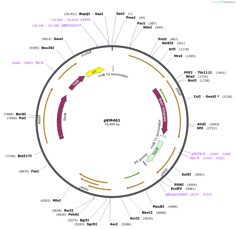 108320-plasmid-map-sequence-id-210431
