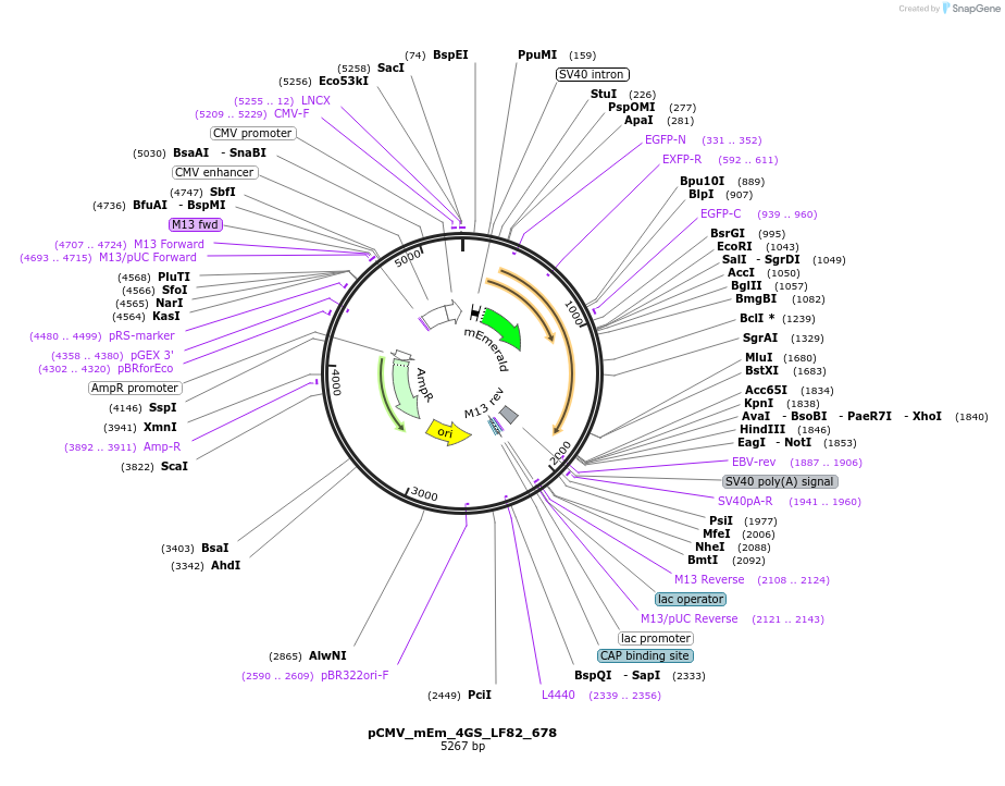 100466-plasmid-map-sequence-id-210449