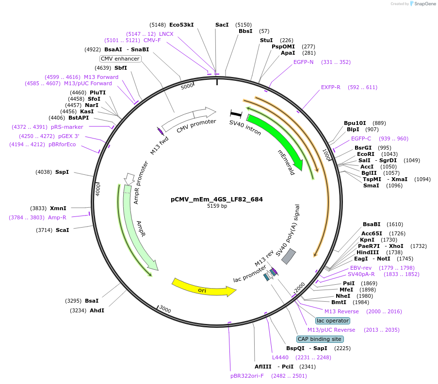 100467-plasmid-map-sequence-id-210450