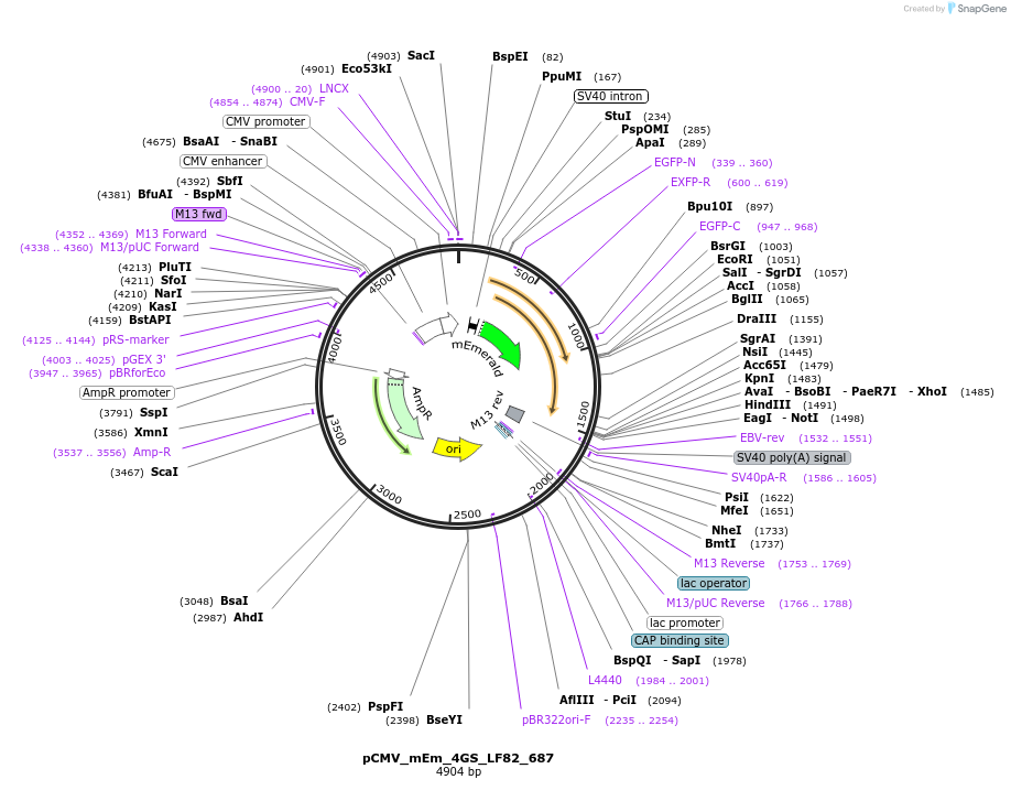 100468-plasmid-map-sequence-id-210451