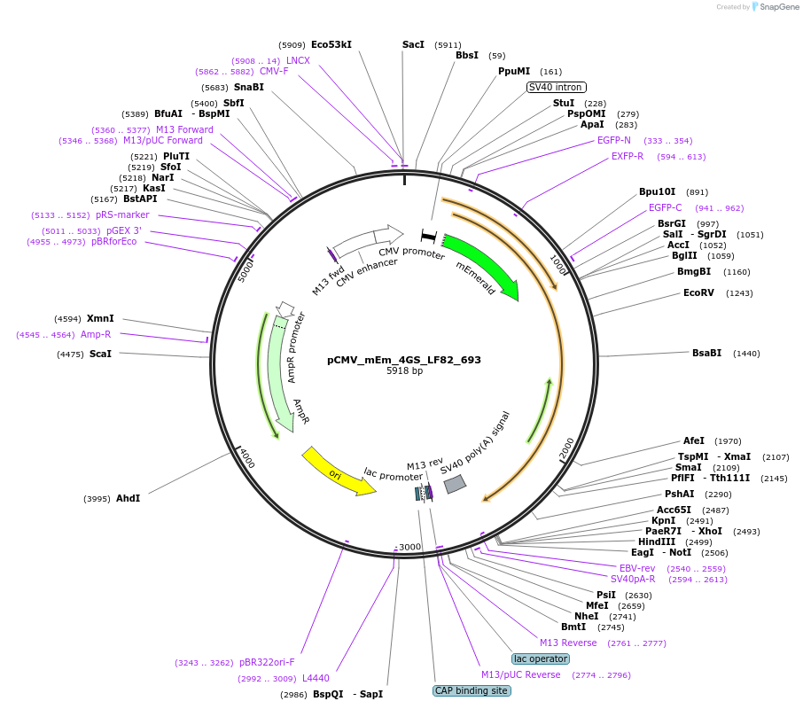 100469-plasmid-map-sequence-id-210452