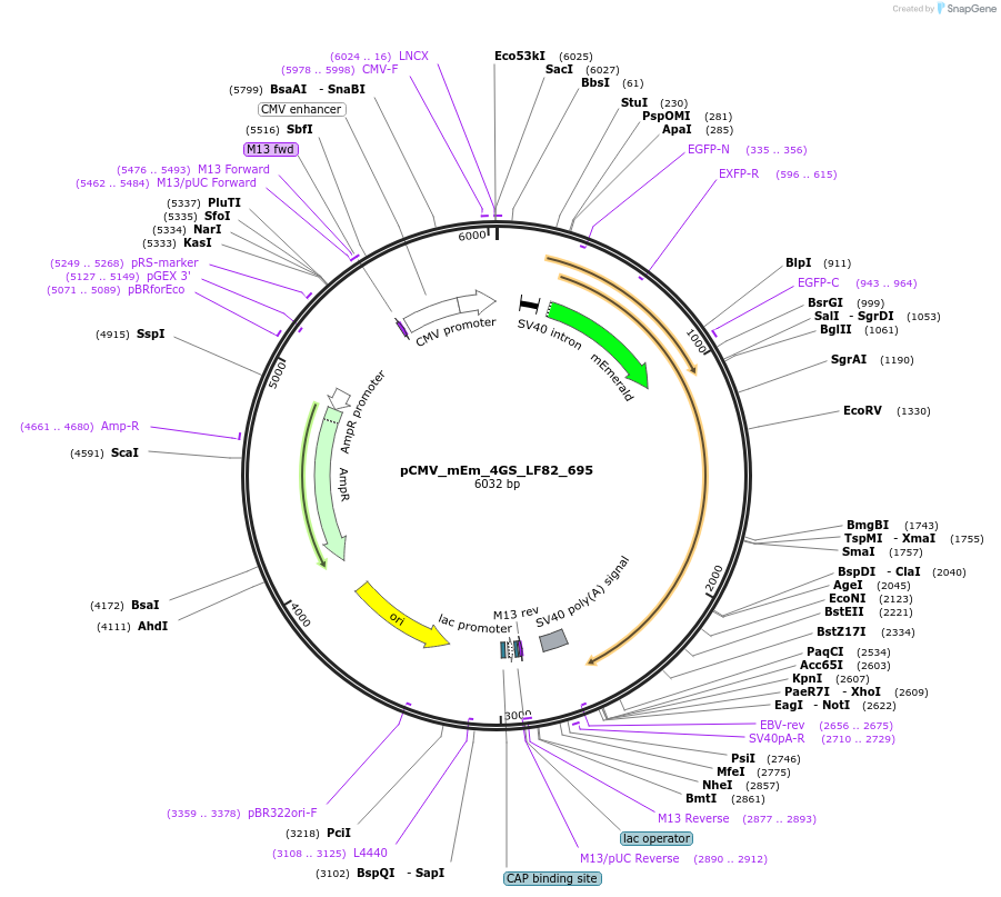 100470-plasmid-map-sequence-id-210453