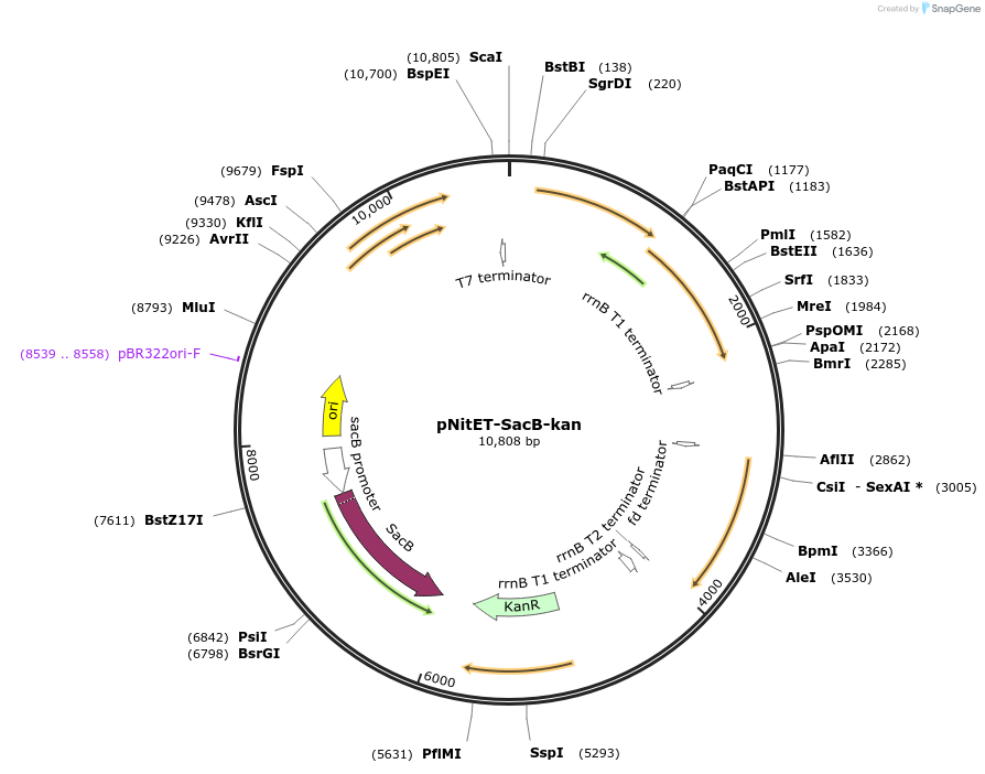 107692-plasmid-map-sequence-id-210458