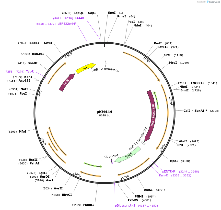 108319-plasmid-map-sequence-id-210459