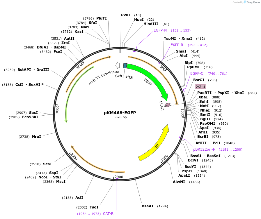 108434-plasmid-map-sequence-id-210461