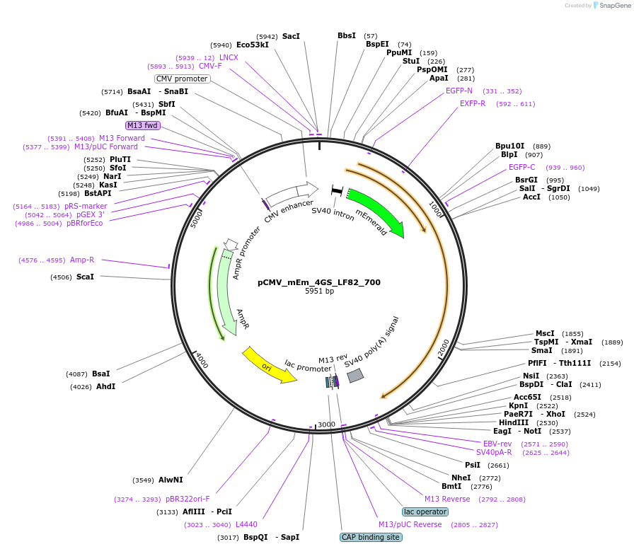 100471-plasmid-map-sequence-id-210463