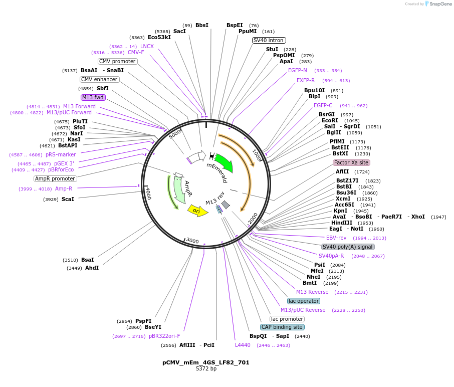 100472-plasmid-map-sequence-id-210465