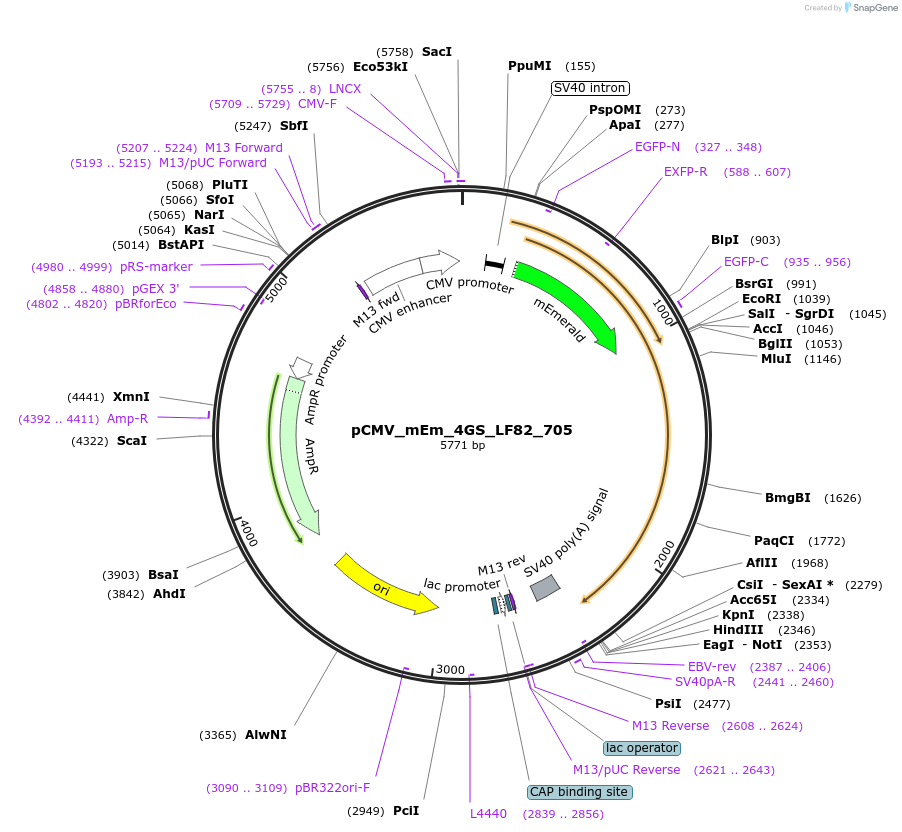100474-plasmid-map-sequence-id-210475
