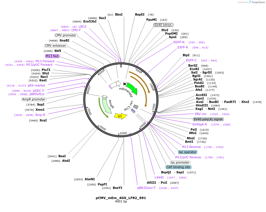 100475-plasmid-map-sequence-id-210476