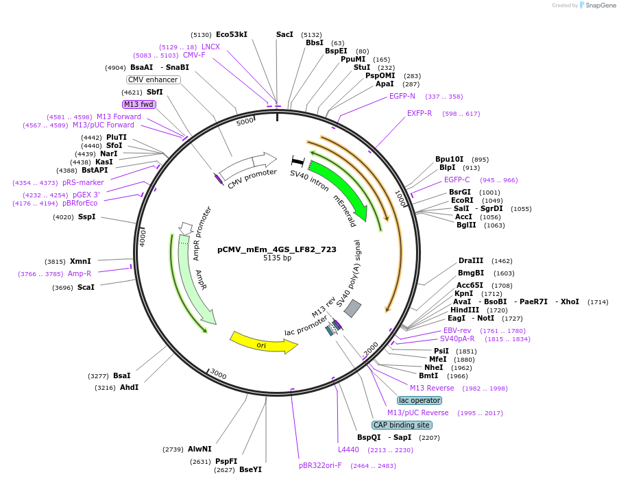 100476-plasmid-map-sequence-id-210478