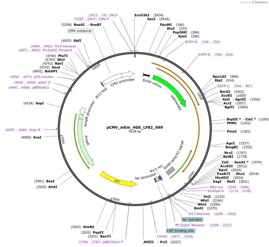 100477-plasmid-map-sequence-id-210481